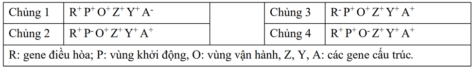 Ở vi khuẩn E. coli, giả sử có 4 chủng mang đột biến liên quan đến operon lac. Các đột biến này được mô tả trong bảng sau.  Trong đó, các dấu cộng (+) chỉ gene/thành phần có chức năng bình thường, dấu trừ (-) chỉ gene/thành phần bị đột biến mất chức năng. Theo lí thuyết, khi môi trường không có lactose, có những chủng nào sẽ tiến hành phiên mã các gene cấu trúc? (ảnh 1)