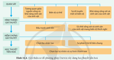 Quan sát hình 16.4, mô tả phương pháp Darwin xây dựng học thuyết về chọn lọc tự nhiên và hình thành loài. (ảnh 1)