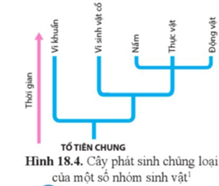 Quan sát hình 18.4:  a) Hãy so sánh mức độ gần – xa của mối quan hệ tiến hóa giữa các nhóm vi khuẩn và động vật với mối quan hệ tiến hóa giữa các nhóm thực vật và động vật.  b) Tại sao có thể khẳng định các nhóm sinh vật này đều có chung tổ tiên? (ảnh 1)