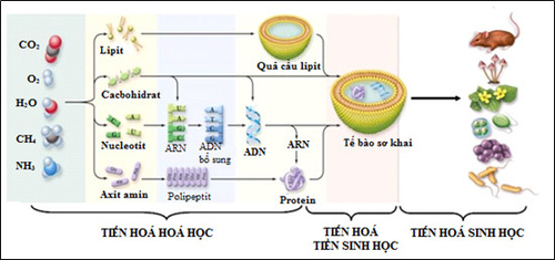 Hãy sưu tầm tài liệu (tranh ảnh, thông tin khác từ bài báo khoa học, sách) minh họa lịch sử phát sinh, phát triển của sinh giới. (ảnh 1)