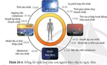 Quan sát hình 20.4 và cho biết khoảng thời gian làm việc, tập thể dục hiệu quả nhất trong ngày. (ảnh 1)