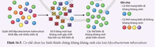 Quan sát hình 16.5, giải thích sự hình thành các chủng vi khuẩn kháng kháng sinh theo học thuyết tiến hóa Darwin. (ảnh 1)