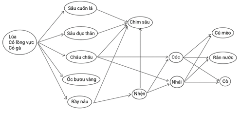 Vẽ một chuỗi thức ăn và một lưới thức ăn đơn giản với các sinh vật quan sát được trong một hệ sinh thái ở địa phương. (ảnh 1)