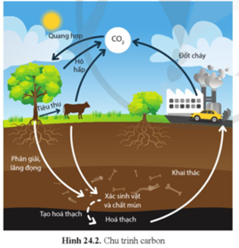 Quan sát hình 24.2 và trình bày khái quát chu trình carbon. (ảnh 1)