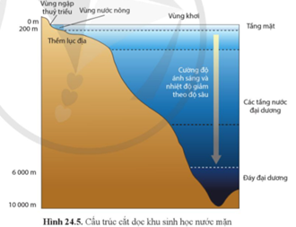 Dựa vào thông tin trong hình 24.5, hãy dự đoán tầng nước nào ở đại dương có nhiều thực vật phù du sinh sống nhất. (ảnh 1)