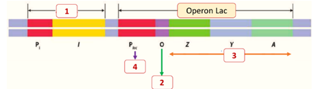 Hình bên dưới mô tả cấu trúc của operon Lac ở vi khuẩn E. coli. Cấu trúc số mấy có chức năng mã hóa cho các enzyme giúp vi khuẩn chuyển hóa và sử dụng đường lactose? (ảnh 1)