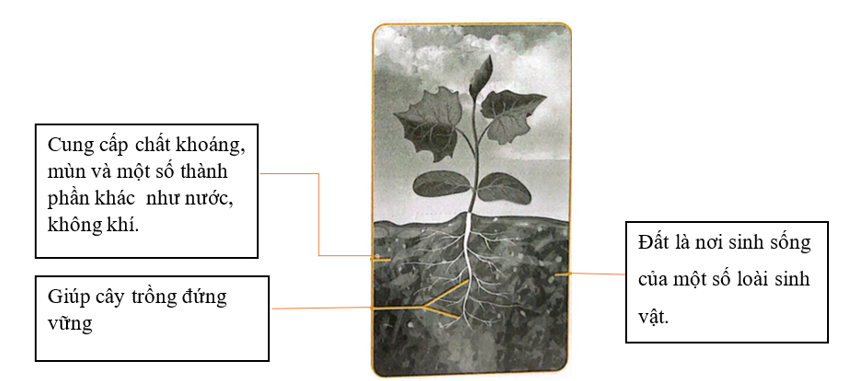 Viết vai trò của đất đối với cây trồng vào chỗ (…) trong sơ đồ. (ảnh 2)