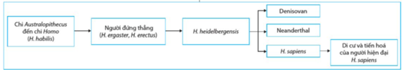 Em hãy vẽ sơ đồ tóm tắt và mô tả các giai đoạn tiến hóa phát sinh loài người. (ảnh 1)