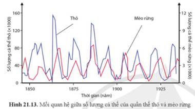 Quan sát hình 21.13 và mô tả mối quan hệ giữa số lượng thỏ và số lượng mèo rừng. (ảnh 1)