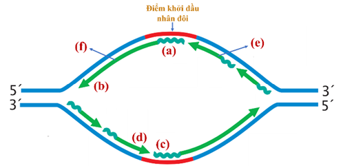 DNA ở sinh vật nhân thực có kích thước lớn, sự nhân đôi diễn ra ở đơn vị tái bản. Hình bên minh họa quá trình nhân đôi diễn ra trên một đơn vị nhân đôi. Quan sát thông tin trên hình và cho biết mỗi nhận định sau đây là đúng hay sai?  a) Vị trí kí hiệu (a) và (c) có chiều 5', (b) và (d) có chiều 3'.  b) Sợi DNA mới tổng hợp (e) là mạch dẫn đầu, (f) là mạch theo sau.  c) Quá trình nhân đôi DNA cần có hai đoạn mồi RNA tương ứng với hai chạc chữ Y trong một đơn vị nhân đôi.  d) Trong một đơn vị tái bản, enzyme ligase thực hiện nối các đoạn Okazaki trên một mạch (mạch theo sau). (ảnh 1)