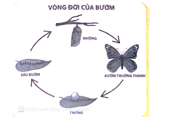 Trong vòng đời của bướm, giai đoạn nào gây thiệt hại cho cây trồng? Để giảm thiệt hại (ảnh 1)