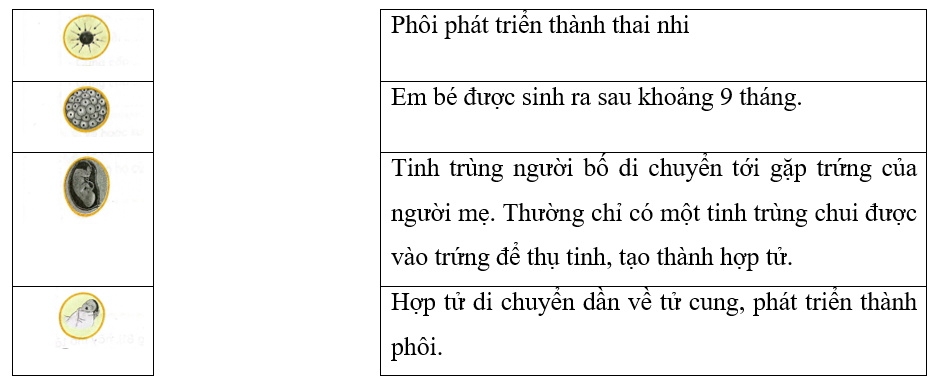 Nối mỗi hình với ô chữ chú thích phù hợp để mô tả những quá trình hình thành cơ thể người. (ảnh 1)