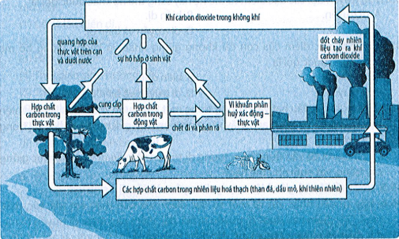 Quan sát chu trình carbon được mô tả ở hình dưới đây:   ▲ Chu trình carbon trong tự nhiên Em hãy cho (ảnh 1)