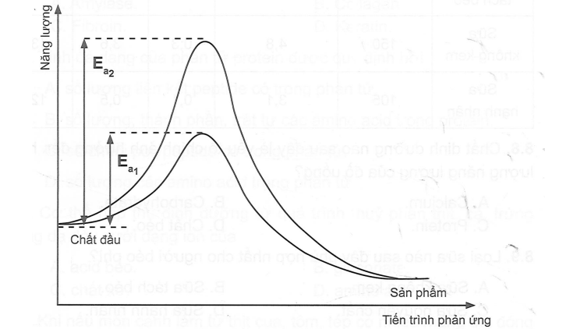 Enzyme đóng vai trò xúc tác cho nhiều phản ứng, phổ biến trong phản ứng hữu cơ, môi (ảnh 1)