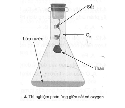 Khi thực hiện thí nghiệm về phản ứng giữa sắt và oxygen, người ta thường cho một ít nước vào (ảnh 1)