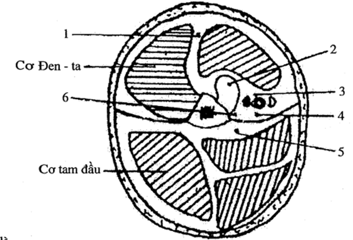  Chi tiết (1) là (ảnh 1)