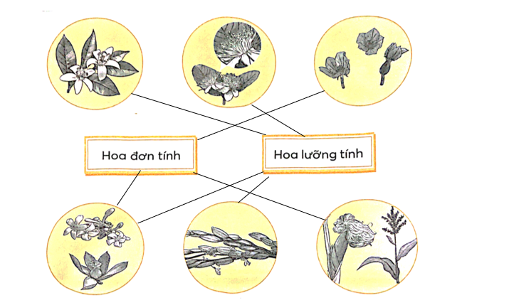 Nối mỗi hình với ô chữ phù hợp để phân loại hoa.  (ảnh 2)