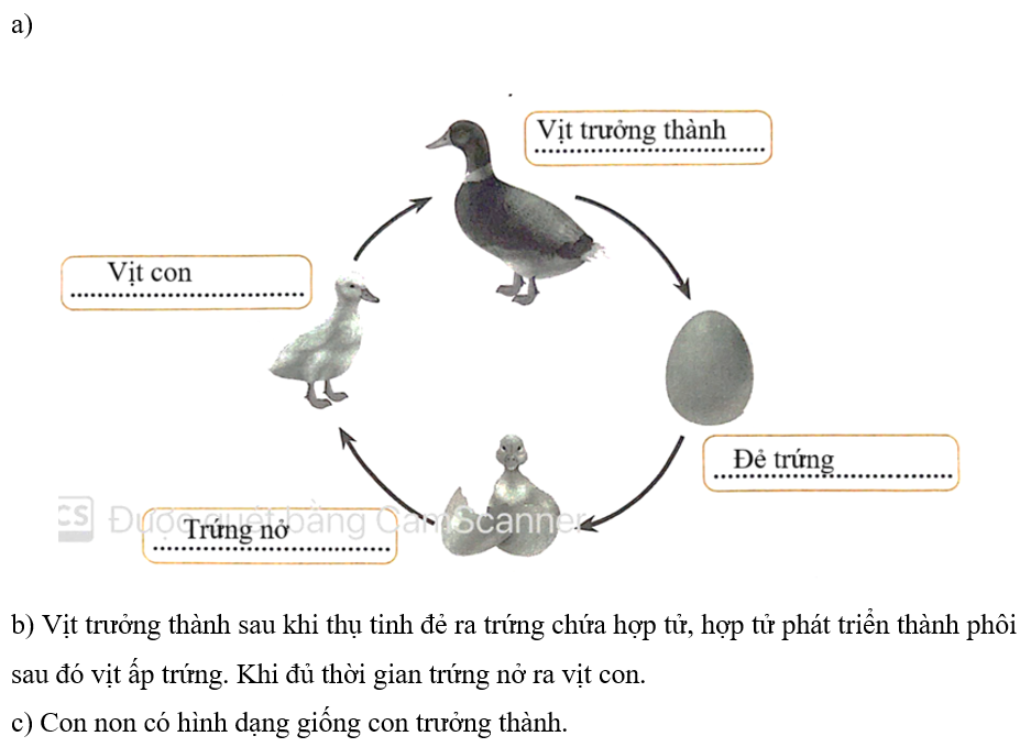 a) Viết tên các giai đoạn trong vòng đời phát triển của vịt vào chỗ (…) ở hình dưới đây. (ảnh 2)