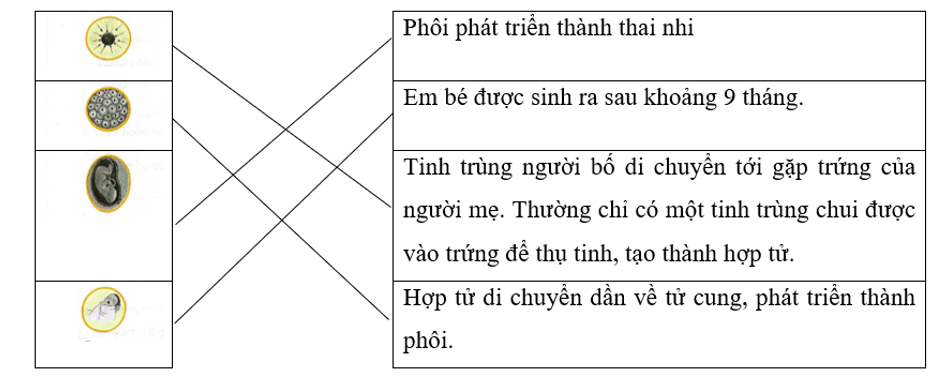 Nối mỗi hình với ô chữ chú thích phù hợp để mô tả những quá trình hình thành cơ thể người. (ảnh 2)