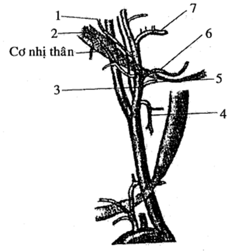 . Chi tiết số (1) là : (ảnh 1)