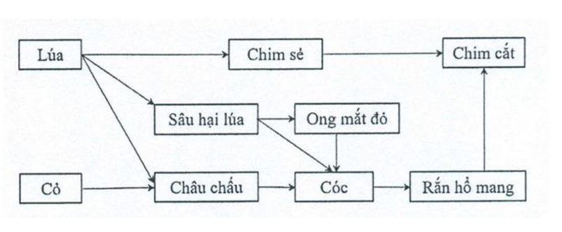 a. (1 điểm) Hãy phân biệt thụ tinh và thụ thai. b. (1 điểm) Hãy giải thích các hiện tượng sau: Trời nóng chóng khát, trời mát chóng đói. c. (1 điểm) Quan sát lưới thức ăn sau:  Liệt kê 3 chuỗi thức ăn có trong lưới thức ăn trên. Điều gì sẽ xảy ra với hệ sinh thái trên nếu lúa và cỏ bị biến mất? (ảnh 1)