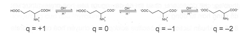 Mô tả sự điện di và cho biết các dạng ion chủ yếu của glutamic acid trong các pH khác nhau (từ thấp đến cao). (ảnh 1)