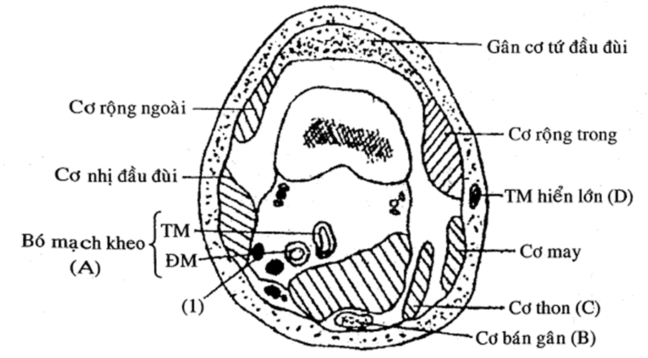 Chi tiết được đánh dấu bằng số (1) là : (ảnh 1)