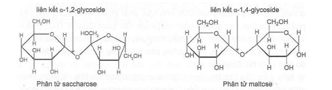 Cấu trúc phân tử saccharose và maltose được cho dưới đây: (ảnh 1)