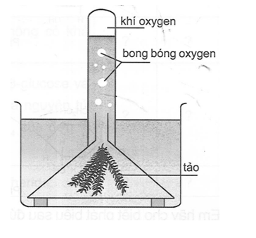 Trong một thí nghiệm quang hợp của tảo xanh, oxygen sinh ra từ quá trình này được thu bằng phương pháp đẩy nước như hình bên: (ảnh 1)