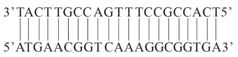 a. Phân biệt mRNA và tRNA. b. Trình tự DNA của gene đang được phiên mã là:   (ảnh 1)