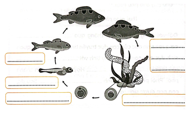 Viết vào chỗ (…) nội dung mô tả sự sinh sản ở cá theo sơ đồ sau. (ảnh 1)