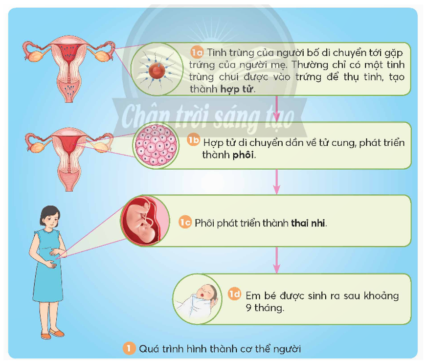 Viết, vẽ sơ đồ đơn giản mô tả quá trình hình thành cơ thể người theo sự sáng tạo của em vào khung dưới đây. (ảnh 1)