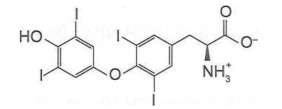 Thyroxine là loại hormone được tiết ra từ tuyến giáp, tuyến nội tiết lớn nhất trong cơ thể. (ảnh 2)