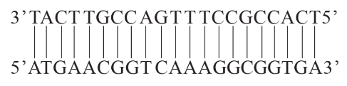 Nếu trình tự DNA của gene đang được phiên mã là:  Xác định trình tự mRNA được tạo ra từ  (ảnh 1)