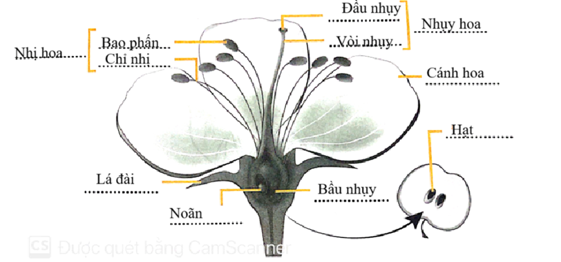 Điền từ/ cụm từ thích hợp vào chỗ (…) trên hình để chú thích tên các bộ phận của hoa, quả; các bộ phận của nhị và nhụy. (ảnh 2)