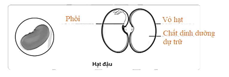 Vẽ và chú thích các bộ phận của hạt đậu vào khung dưới đây. (ảnh 1)