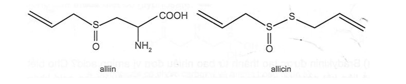 Alliin là một amino acid có trong tỏi tươi, khi đập dập hay nghiền enzyme (ảnh 1)