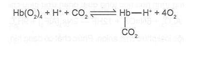 Giải thích sơ lược về sự vận chuyển oxygen trong cơ thể người. (ảnh 1)