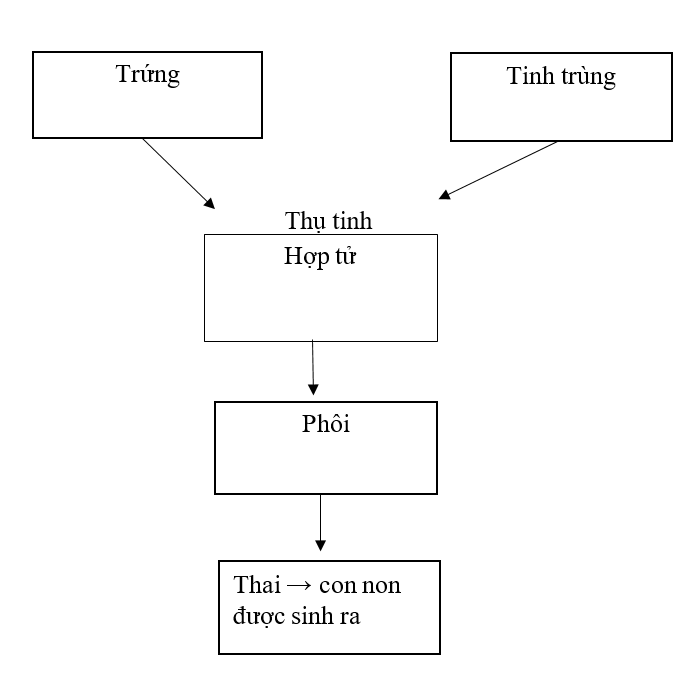 Điền từ/ cụm từ thích hợp vào chỗ (…) để hoàn thành sơ đồ khái quát sự sinh sản ở động vật. (ảnh 2)