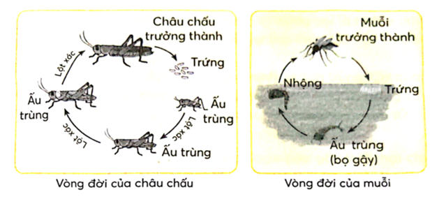 Viết vào chỗ (…) nội dung so sánh sự giống nhau và khác nhau giữa vòng đời của châu (ảnh 1)