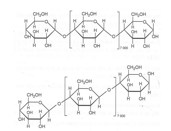 Trong giờ học, Thành và Nhân lần lượt biểu diễn cấu trúc phân tử cellulose như sau: (ảnh 1)