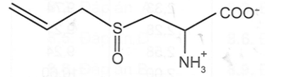 Alliin là một amino acid có trong tỏi tươi, khi đập dập hay nghiền enzyme (ảnh 2)