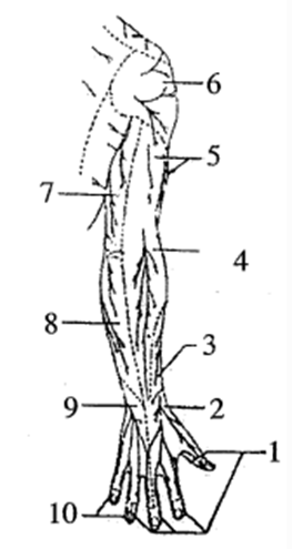  Vùng (3) là vùng cảm giác của (ảnh 1)