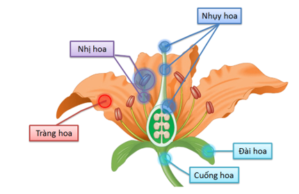 Tô màu và chú thích các bộ phận thuộc cơ quan sinh sản của hoa li và hoa dâm bụt. (ảnh 2)