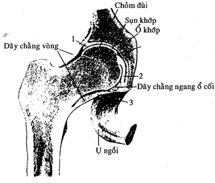  Chi tiết (1) là : (ảnh 1)