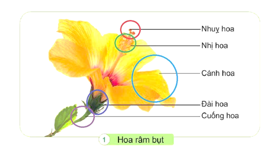 Tô màu và chú thích các bộ phận thuộc cơ quan sinh sản của hoa li và hoa dâm bụt. (ảnh 3)