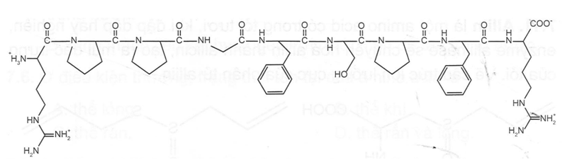 Bradykinin là một peptide được sản sinh từ huyết thanh trong máu là chất làm giãn (ảnh 1)