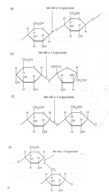 Cho biết tên của loại liên kết giữa 2 đơn vị monosaccharide đã nêu trong các chuỗi mắt xích hoặc phân tử sau: (ảnh 2)