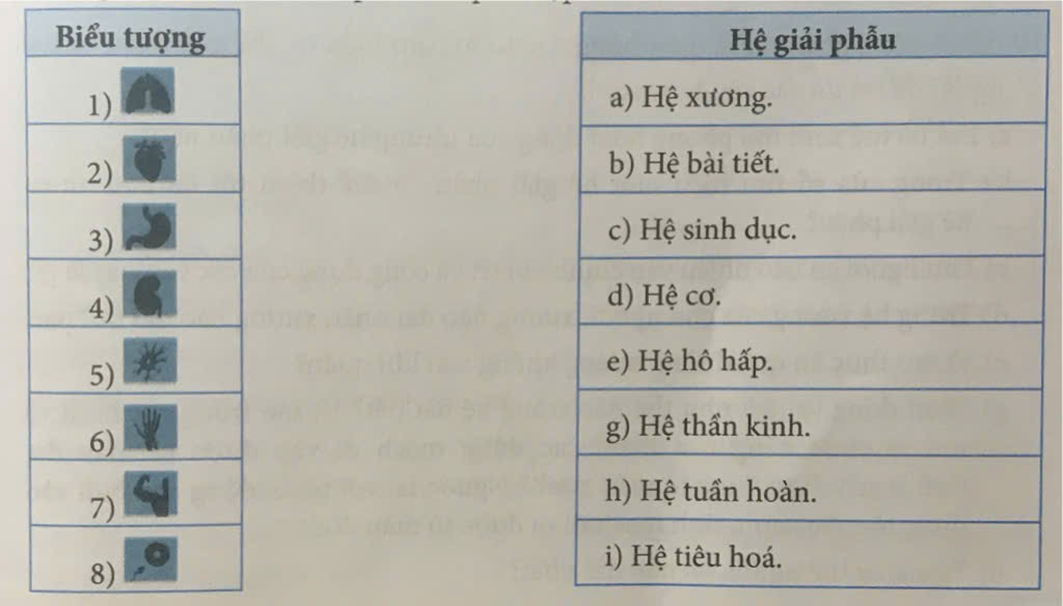 Ghép mỗi biểu tượng trong phần mềm Anatomy ở cột bên trái với một hệ giải phẫu ở cột bên phải cho phù hợp. (ảnh 1)