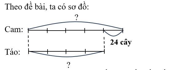 Trong một khu vườn, cây cam nhiều hơn cây táo 24 cây, tỉ số giữa số cây táo và số cây cam là 4/5 (ảnh 1)